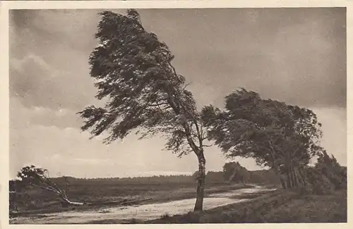 Lüneburger Heide, Im Sturm ngl F1302