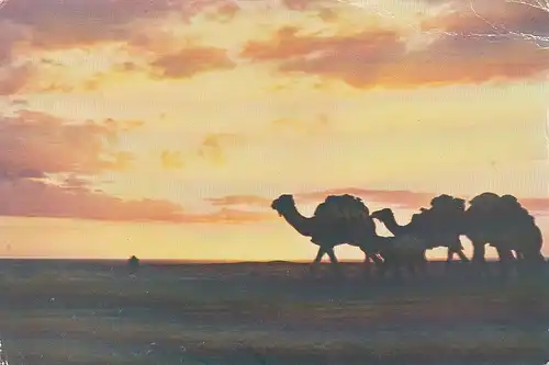 Tunis, Caravane au Crépusculu gl1979 F0590