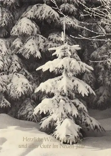 Weihnachts-Neujahr-Wünsche mit Weihnachtsbaum-Nachwuchs gl1977 F4510