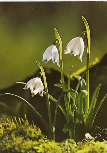 Frühlingsknotenblume gl1984 F4534