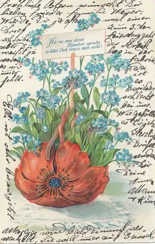 Vergißmeinnicht gl1907 F5386