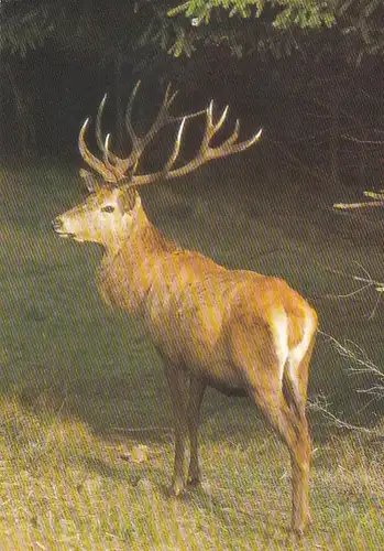 Tiere: Rothirsch ngl F3196