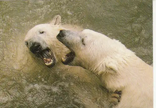 Tiere: Eisbären ngl F3219