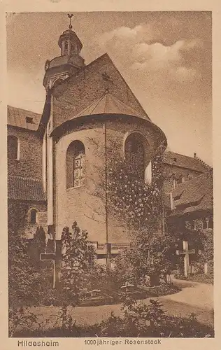 Hildesheim, 1000jähriger Rosenstock ngl F0252