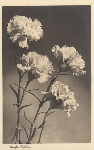 Weisse Nelken ngl F2040