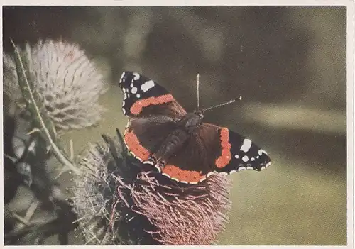 Tiere: Schmetterling Admiral im Abflug ngl F3189
