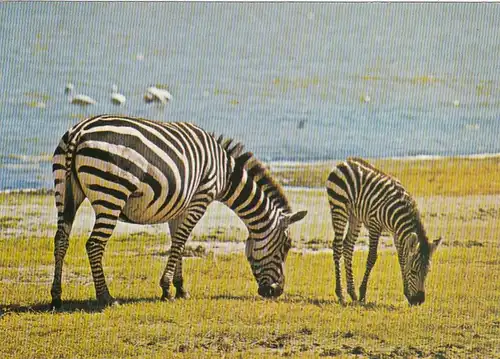 Tiere: Zebras ngl F3200