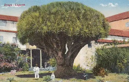 Drago, Laguna ngl F0605