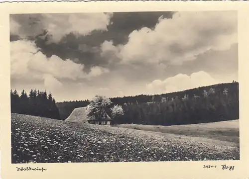 Waldwiese gl1942? F3392