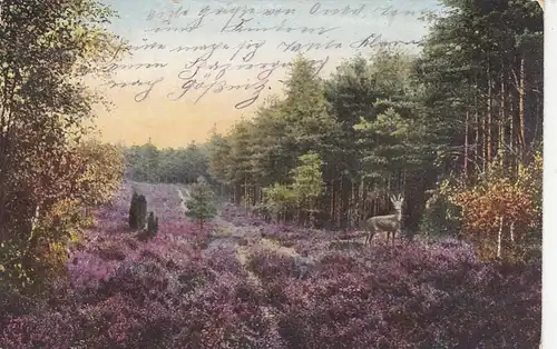 Lüneburger Heide, Am Waldesrand ngl F1484