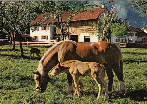 Tiere: Pferd und Fohlen am Bauernhof ngl F3204