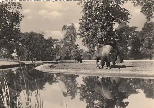 Berlin, Tierpark, Ausschnitt aus der Bison-Prärie ngl F6824