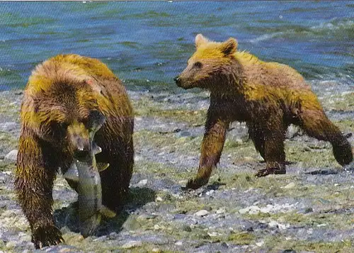 Tiere: Braunbären beim Lachsfang ngl F3220