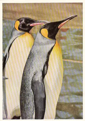 Tiere: Pinguine ngl F3192