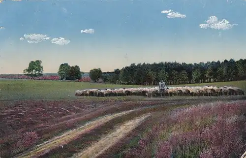 Lüneburger Heide, Schnuckenherde gl1914 F1485