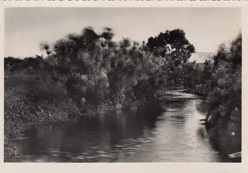 Siracusa, Fiume Anapo con papiri ngl F3272