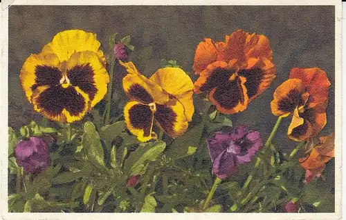 Viola tricolor, Stiefmütterchen ngl F2041