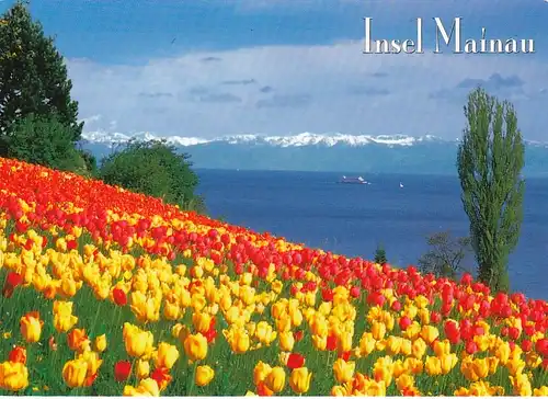 Insel Mainau im Bodensee, Frühlingsallee, Tulpenblüte ngl F2101