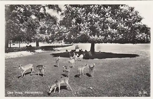 Den Haag , Hertenkamp ngl F1731