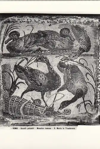 Roma, Museo romano, Ucceli Palustri ngl F3575