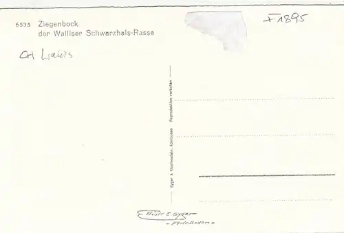 Ziegenbock, Walliser Schwarzhals-Rasse ngl F1895