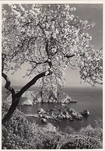 Taormina, L'Isola Bella e mandorli in fiore ngl F2362