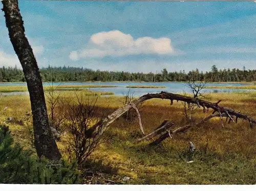 Der Wildsee bei Wildbad, Schwarzwald, ngl F3925