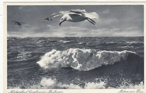 Nordseebad Cuxhaven, Möwe im Flug ngl F5968