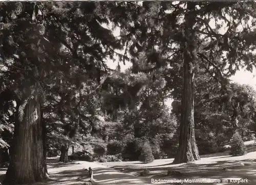 Badenweiler im Schwarzwald, Mammutbäume im Kurpark gl1961 F2263