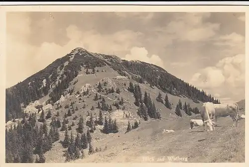 Blick auf Walberg nahe Rottach-Egern ngl F8836