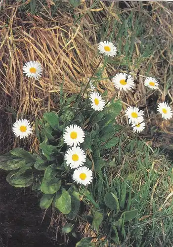 Wiesenblumen gl1996 F4536