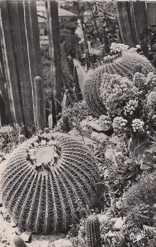 Monte-Carlo, Jardin Exotique ngl F4637