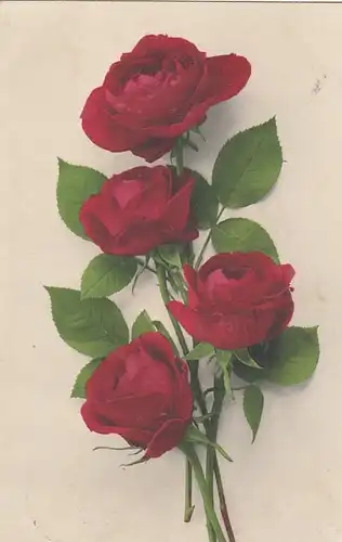 Rosenblüten aus Detmold (?) feldpgl1918 F6726