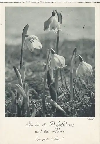 Ostern-Wünsche mit Schneeglöckchen gl1940 F3185