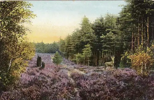 Lüneburger Heide, Am Waldesrand ngl F5257