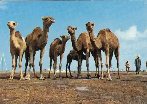 Tunesien, neugierige Kamele gl1968 F9263