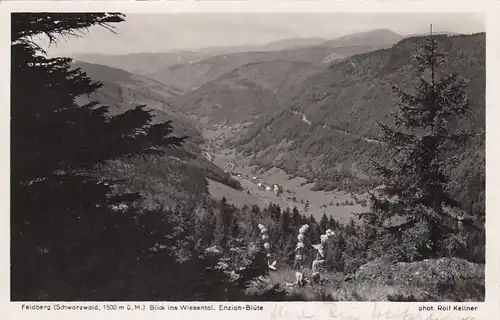 Feldberg im Schwarzwald, Blick ins Wiesental, Enzian-Blüte gl1937 F3702