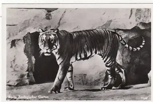 Berlin, Zoologischer Garten, Tiger glum 1940? F7071