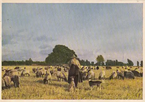 Lüneburger Heide, Alter Schäfer mit seiner Heidschnuckenherde gl1955 F5853