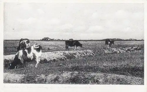 Nordseebad St.Peter-Ording, Rindvieh beim Grasen ngl F6197