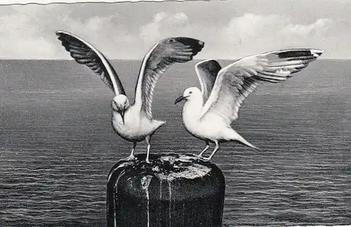 Ostseeheilbad Grömitz in Holst., Möwen am Strand ngl F8107