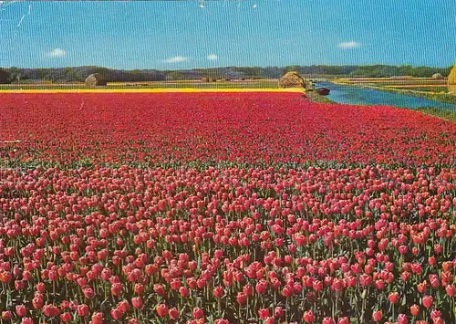 Holland Bloemenland ngl F4357