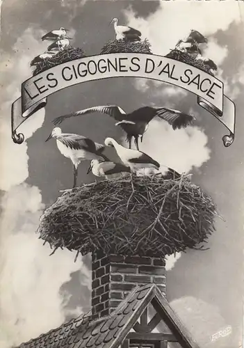 Les Cigognes d'Alsace) gl1956 F4499