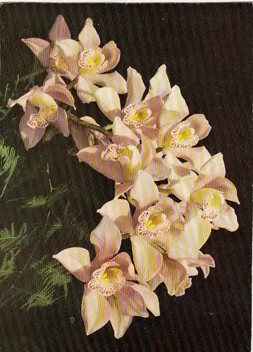 Orchidee ngl F4533