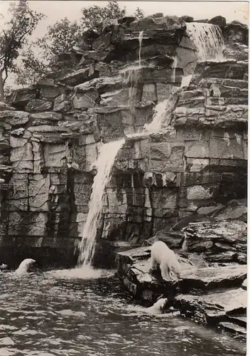 Berlin, Tierpark, Eisbären-Freianlage mit Wasserfall gl1965? F6893