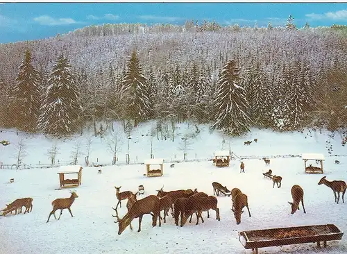 Wildfütterung nahe Forsthaus Ihrige bei Aue-Wingishausen, Sauerland ngl G0746