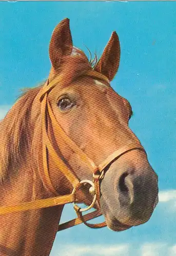 Pferde-Portrait ngl G0385