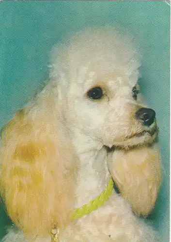 Hund-Portrait, Pudel ngl G0444