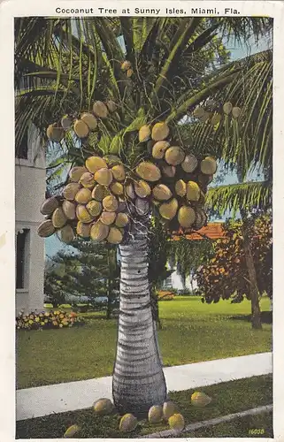 Miami, FL., Cocoanut Treee at Sunny Isles gl1926 F4619