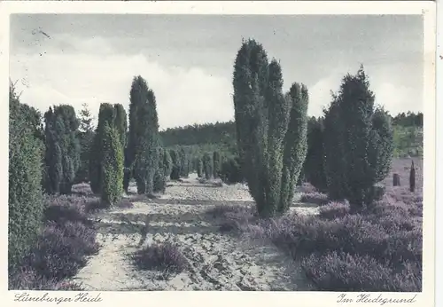 Lüneburger Heide, Im Heidegrund gl1954 F5854